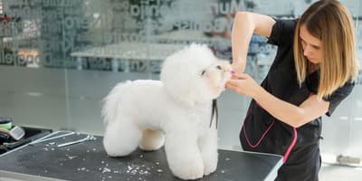 dog groomer